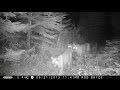 Trail Camera Footage Prince George, BC