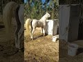   this is beauty of desibreed horselover beautifulhorse nezabazi