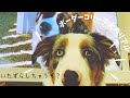 【大きな子犬】パワフル６ヶ月ボーダーコリーの日常