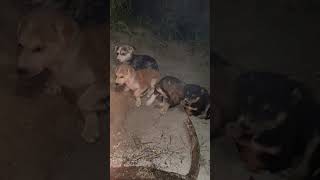 joy joy video #funny #dogs #reallife