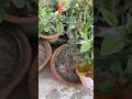 Onion peel Liquid fertilizer form kitchen waste 🧑‍🌾🪴#homegardenig #motivation #viral #ytshorts