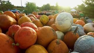 Celebrity Trask Family Farm -- Corn Maze Commercial Net Worth