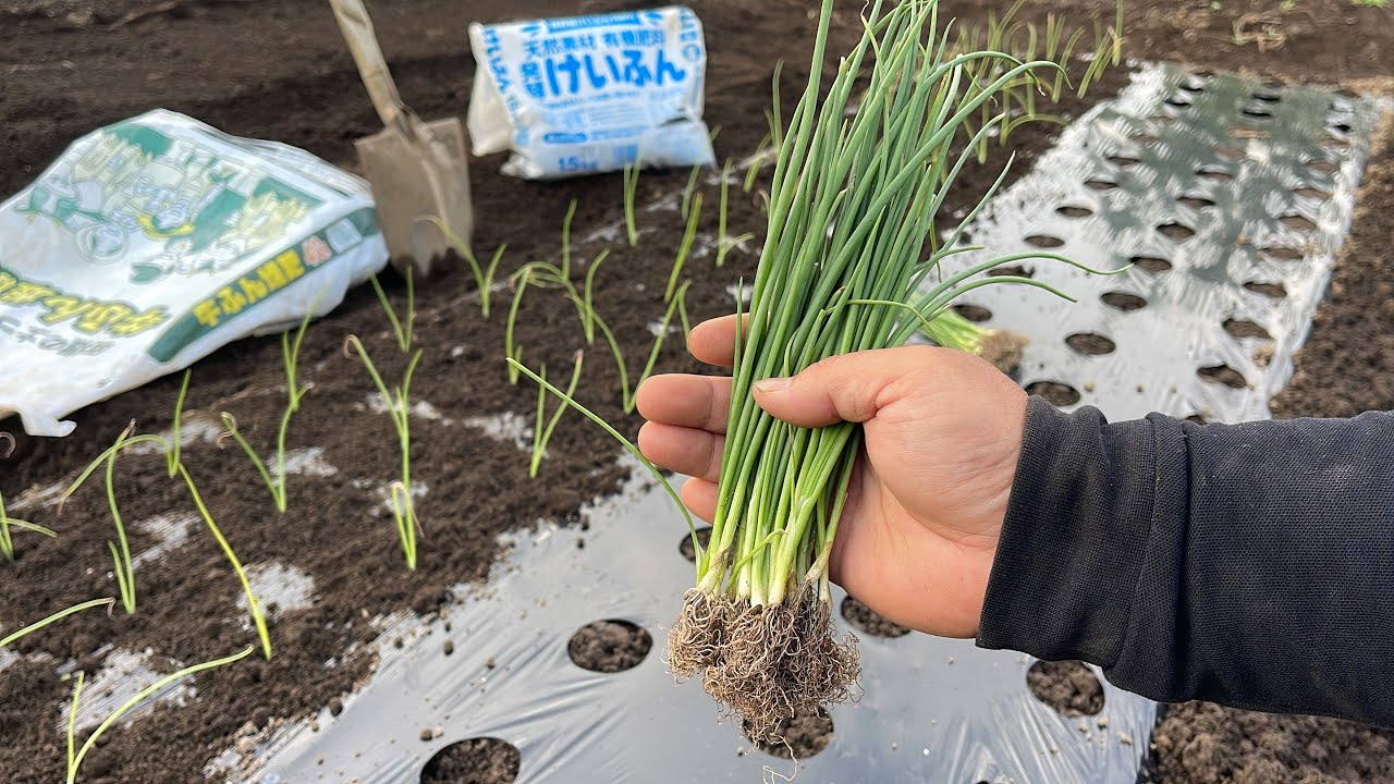 Onion cultivation] Is the failure of onions to grow large and die
