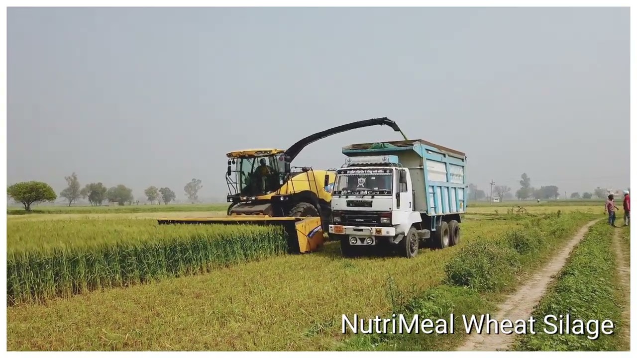 NutriMeal Wheat Silage | 