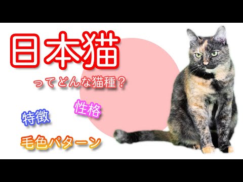 日本猫ってどんな猫種?性格、特徴、毛色パターンなど解説!