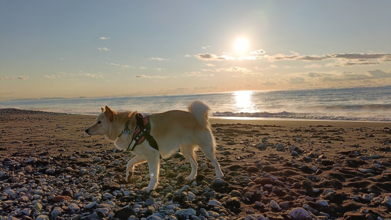 【ハクちゃん🐶動画】新年の早朝🦮海岸散歩してきました😊　