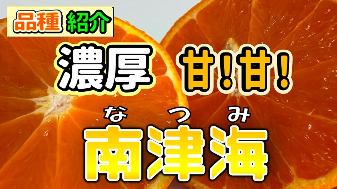 みかん紹介】 20250413 濃厚 甘！甘！南津海【南津海】【美味しい