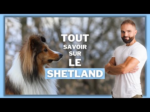 Vidéo: Top 3 des problèmes de santé de votre chien de berger Shetland