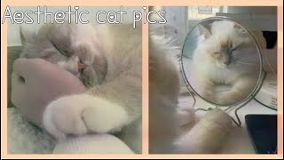 Aesthetic cat pics!✨✨✨ screenshot 2