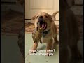 Hayat çokmu sıkıcı?Bence köpeğin yok.. #komedi #eğlence #köpek #goldenretriever #viral