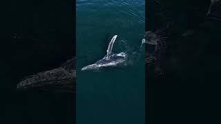 Humpback Whales!!🐋