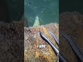 session pêche !!un peu déçu de pas avoir eu beaucoup de prise.. #mer #animaux #nature #ocean #pêche