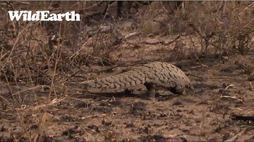 The Most Personable Pangolin