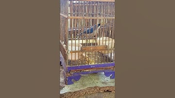 burung rambatan pikat gacor