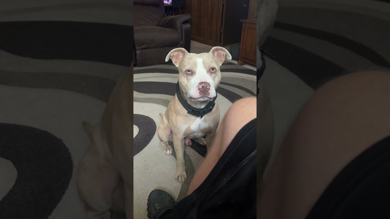 Ja Telling Me It S Time To Go For A Walk He Makes Stand Up More Than My Apple Watch Pitbull