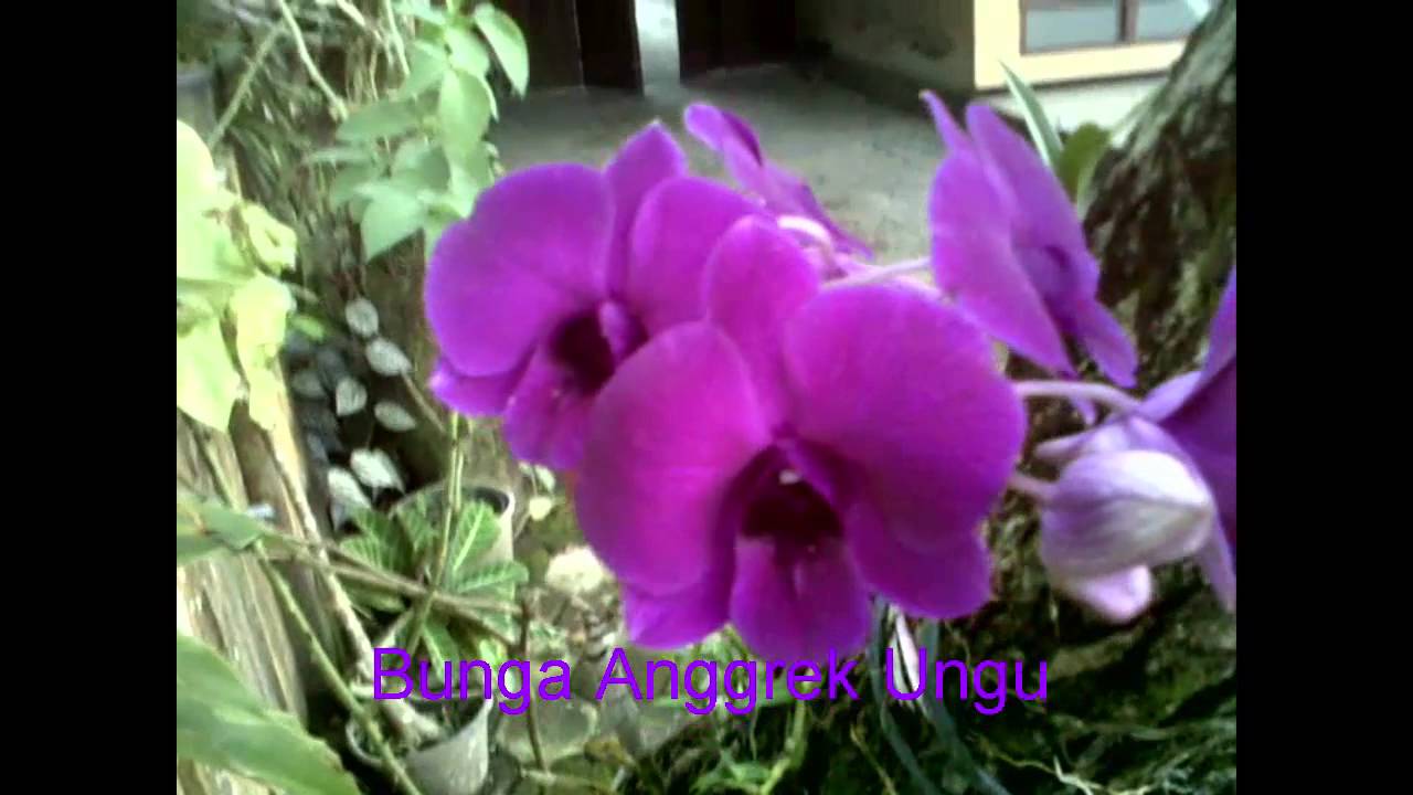  Bunga  Anggrek  Ungu  YouTube