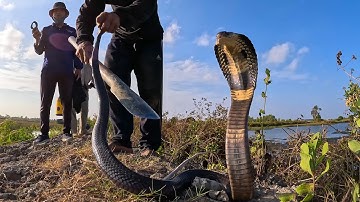 BAC LIEU PART 2: Catching many Snakes, bringing them back home | TGSB #814