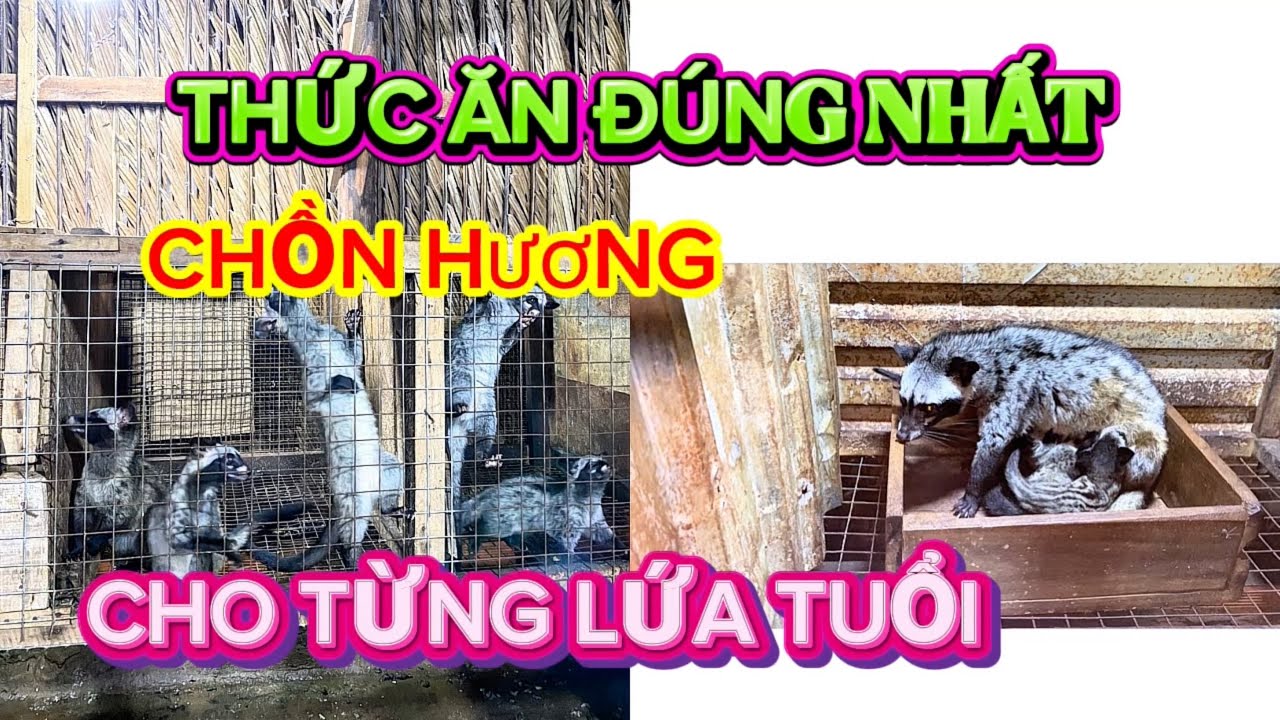 Thức ăn đúng cho chồn hương từng lứa tuổi , giúp chồn hương mạnh khỏe mạnh và sinh sản tốt