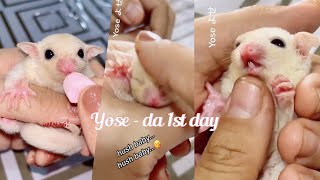 [Latepost] Yose da 1st day♡ #sugarglider #cuteanimal #petslover #youtubeshorts #pets #latepost