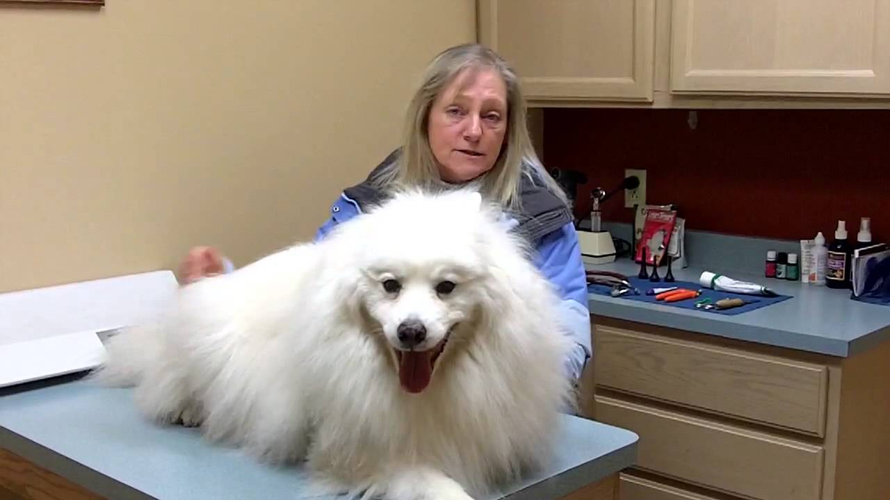 Holistic Veterinarian Review YouTube