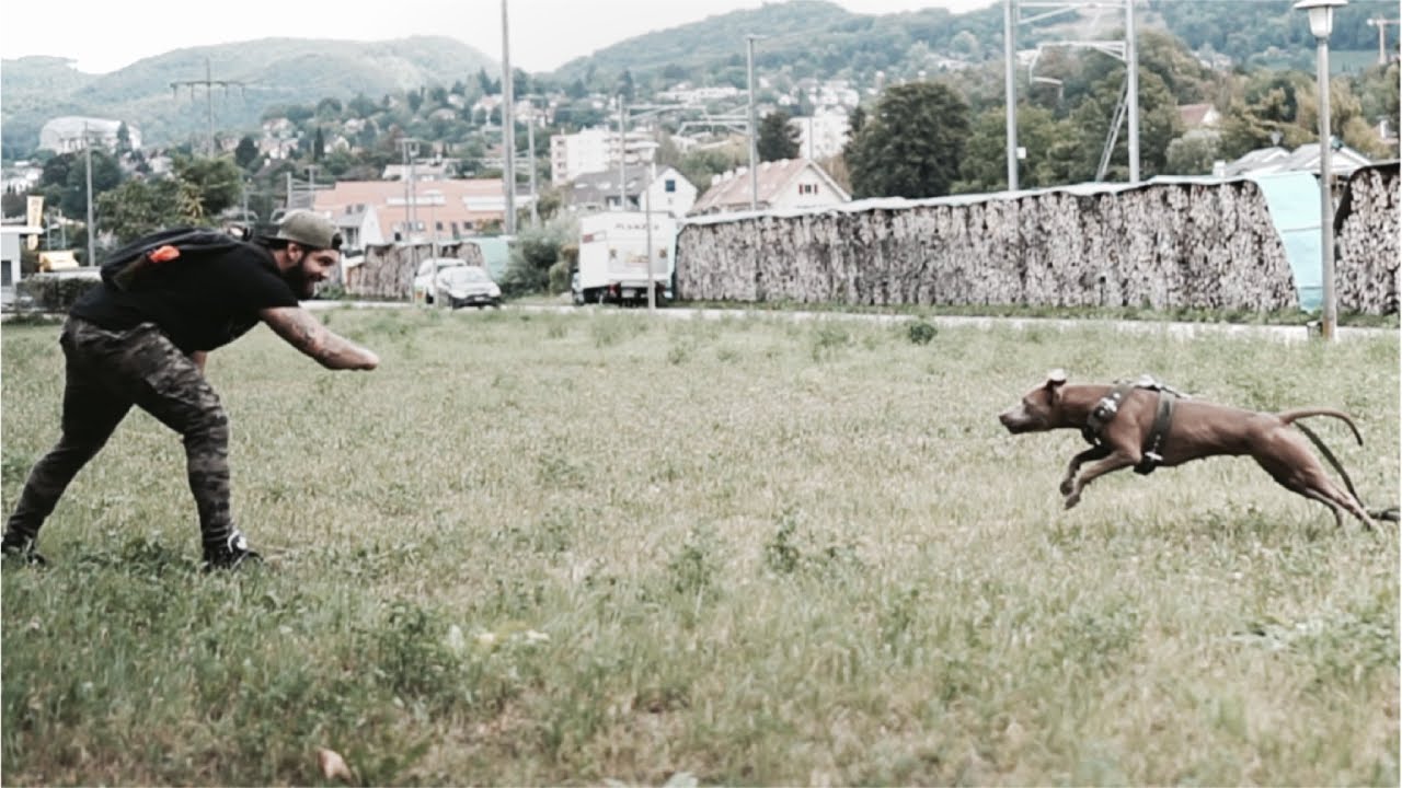 So Zieht Dein Hund Nicht Mehr An Der Leine Hunde Hunde Erziehen Agility Hund