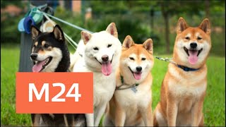 Как пройдет выставка собак "Евразия-2018" - Москва 24 Как пройдет выставка собак "Евразия-2018" - Москва 24