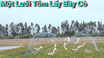 Bẩy Cò Trúng Mánh ,Chạy Bắt Cò Như Chạy Đua