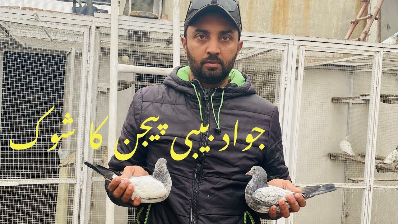 جواد پیجن کلب 