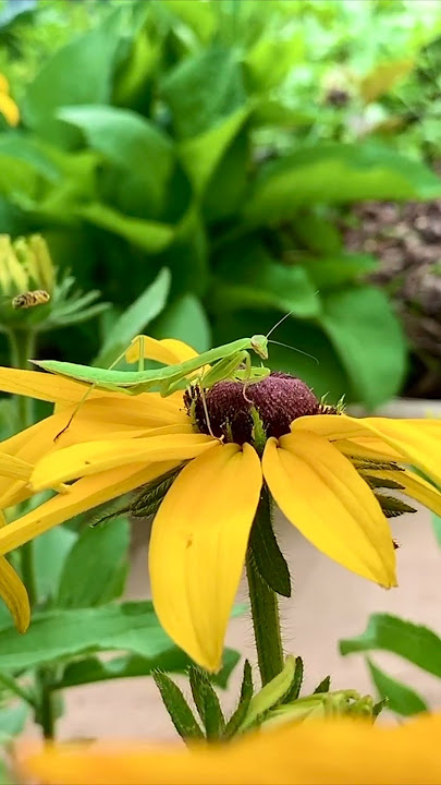Hidden Killers: Attract Praying Mantis to your Garden 2023