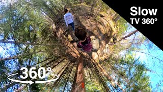 Slow TV 360 - Hiking in forest with birds cheering