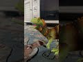 T-Rex vs Evil Carnotaurus Toys #jurassicworld #jurassicworlddominion