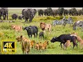 4K African Animals: The Super Beautiful Moment of Serengeti National Park With Real Sounds in 4K