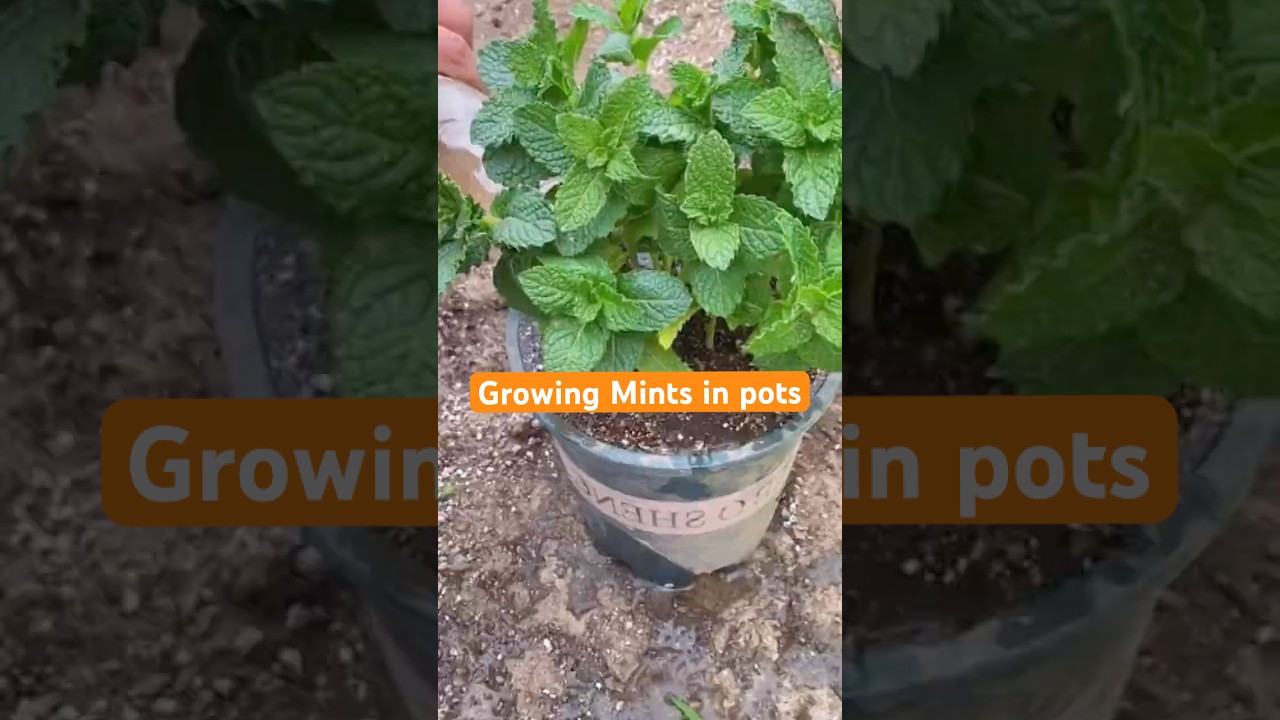 How to Grow Mint in Pots  Easy Guide for Fresh Herbs at Home! - YouTube
