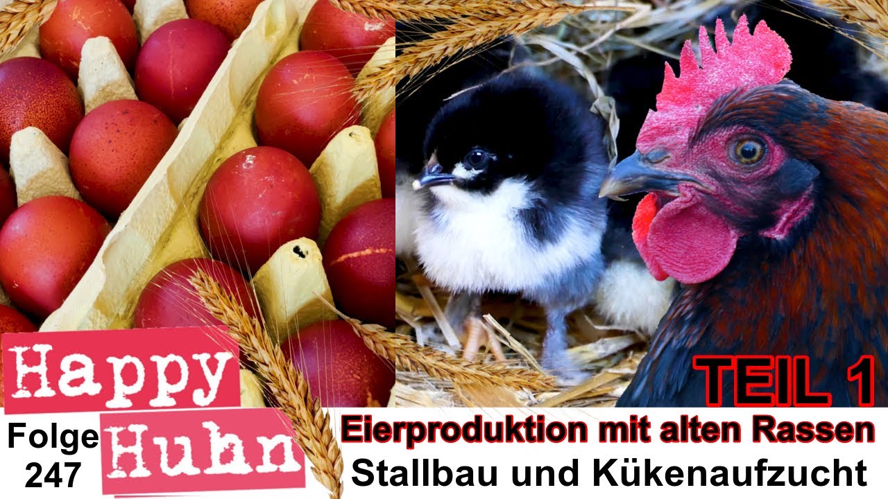 Eierproduktion mit alten Hühnerrassen TEIL 1: Stallbau + Küken Brut und Aufzucht - HAPPY HUHN E247