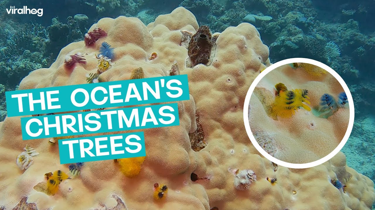 Christmas Tree Worms?! || ViralHog - YouTube
