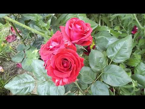 Rose Niccolo Paganini