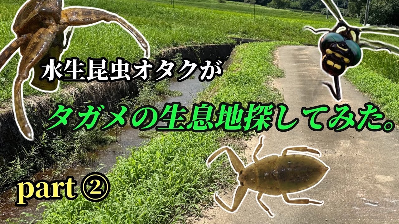 【お盆プチ遠征】水生昆虫オタクがタガメの生息地探してみた。part ②