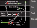 Descending pain pathway Mp3 Song