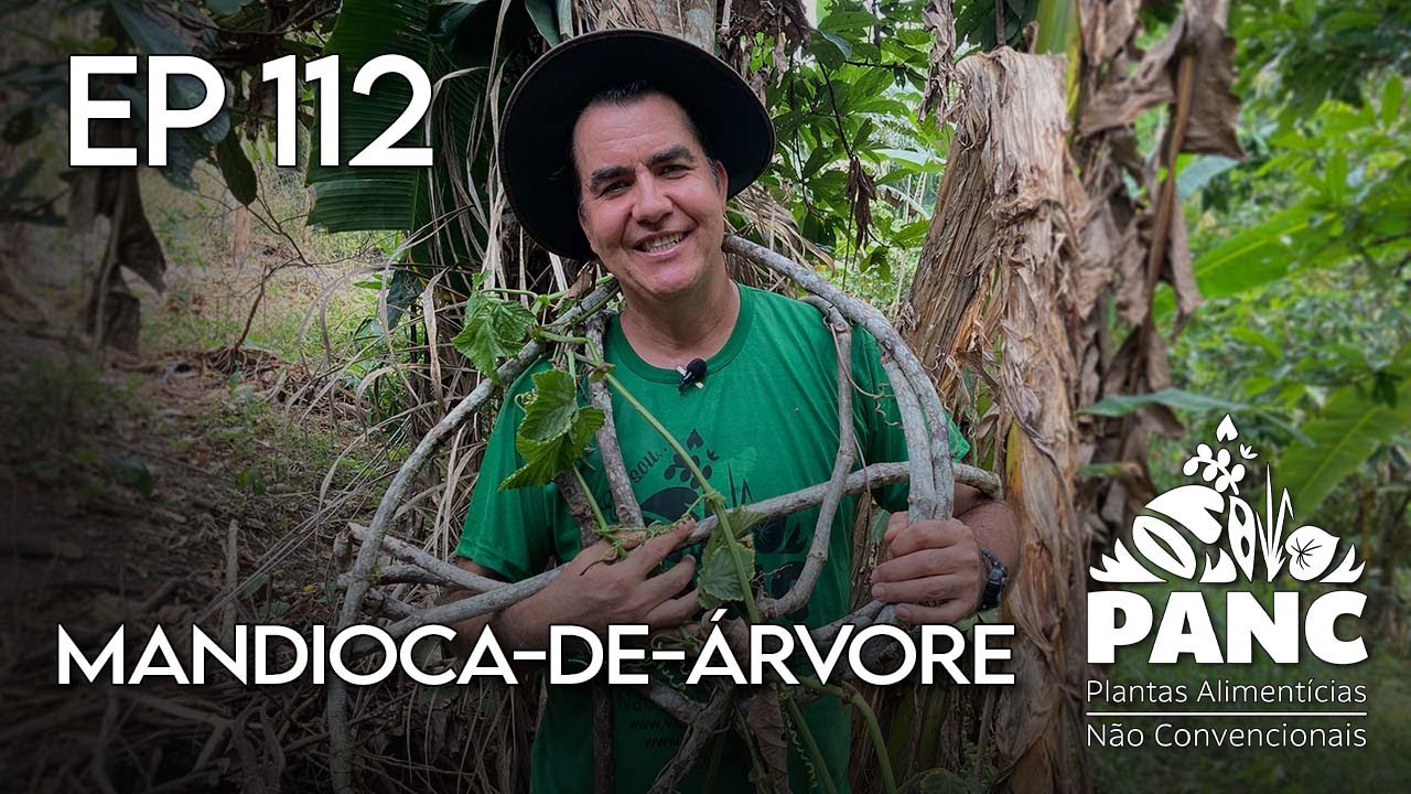 A INCRÍVEL MANDIOCA-DE-ÁRVORE E SEUS BENEFÍCIOS | #valdelykinupp #pancnaveia