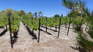 6-28-2021 District Attorney Chris Arabia Gives an Update on the Pahrump Valley Winery Case