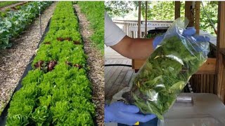 IT'S HARVEST DAY!! - How We Harvest Our Salanova Lettuce and Prepping Our Salad Mix
