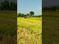 Farming ✨✨ #slowlofisongs #youtubeshorts #youtube #farmer #khetibadi