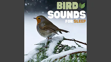 Soft Bird Sounds - Nature Recordings for Sleep, Study, & Relaxation