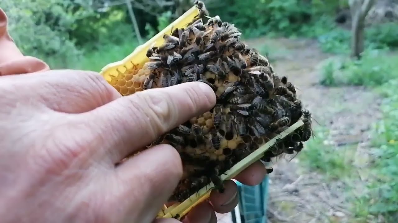 Peupler les Apidea, changer de reine sans la voir - Apiculture S02E12