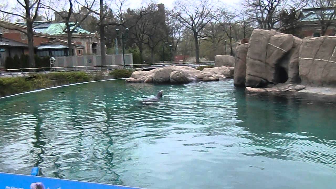 Big Fat Sea Lion announces closing time at Bronx Zoo - YouTube