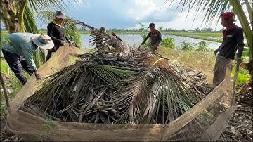 THU HOẠCH CHÀ CHUỘT MÙA NƯỚC NỔI MIỀN TÂY - TT1517