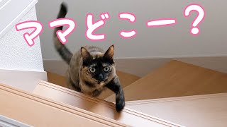 ママを探すサビ猫を黙って待機したら…?