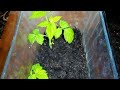 Мой первый опыт выращивания крапивки малины. Эксперимент в  опилках. Январь 2022. Результат.