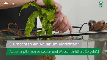 Wie tief setzt man Wasserpflanzen?