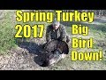 Spring Turkey hunting 2017  BBD!